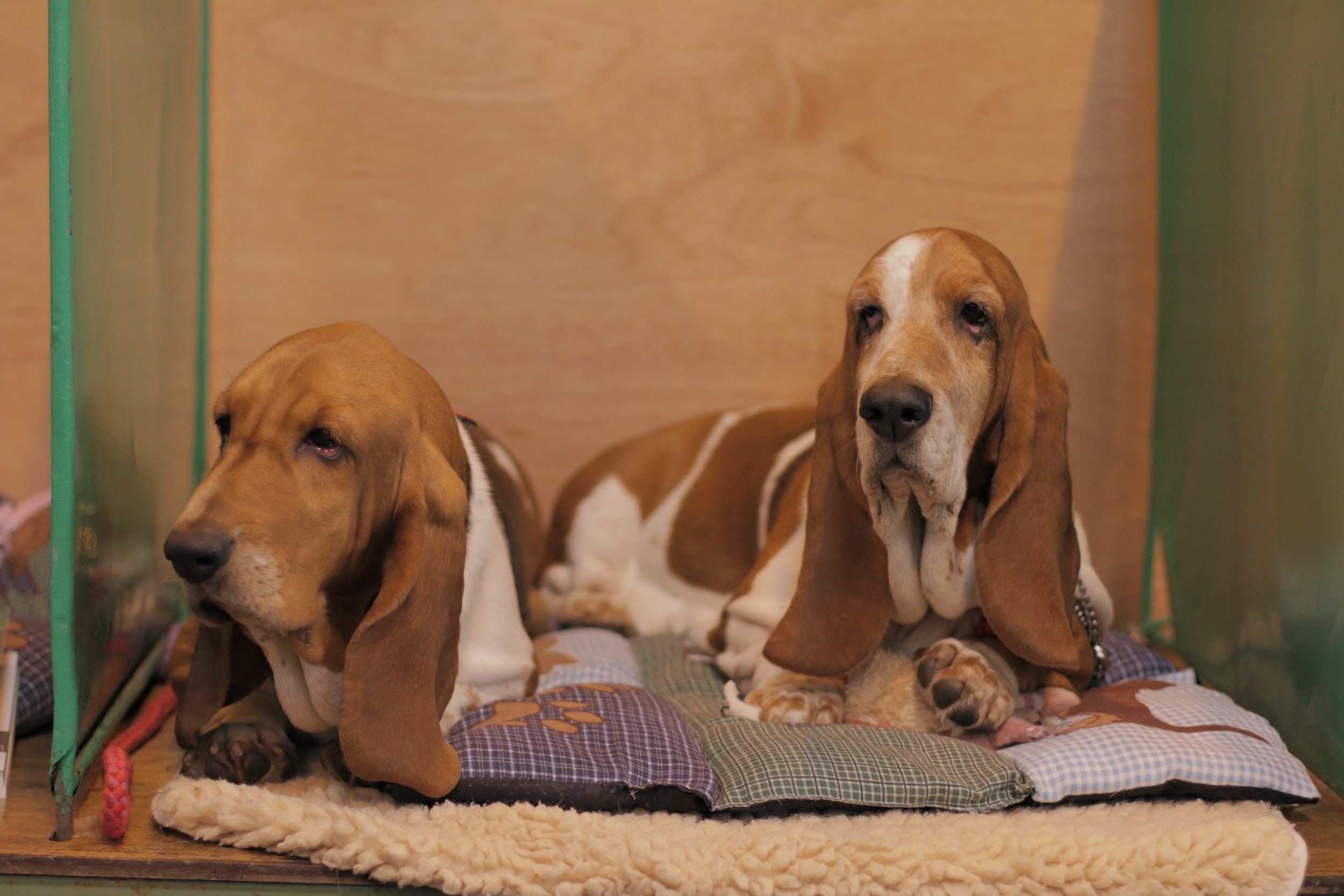 Basset hounds chilling