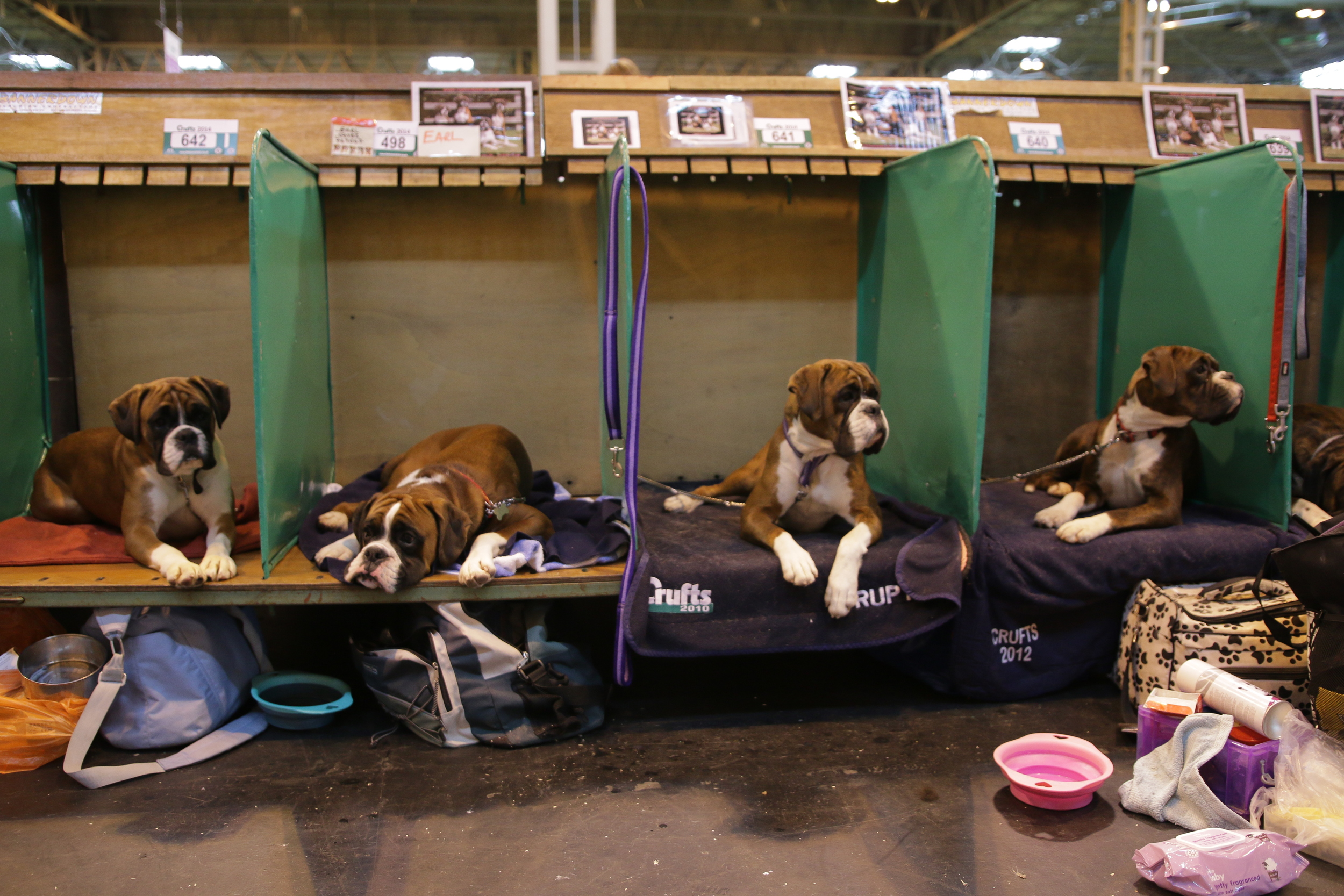 Boxer squad waiting