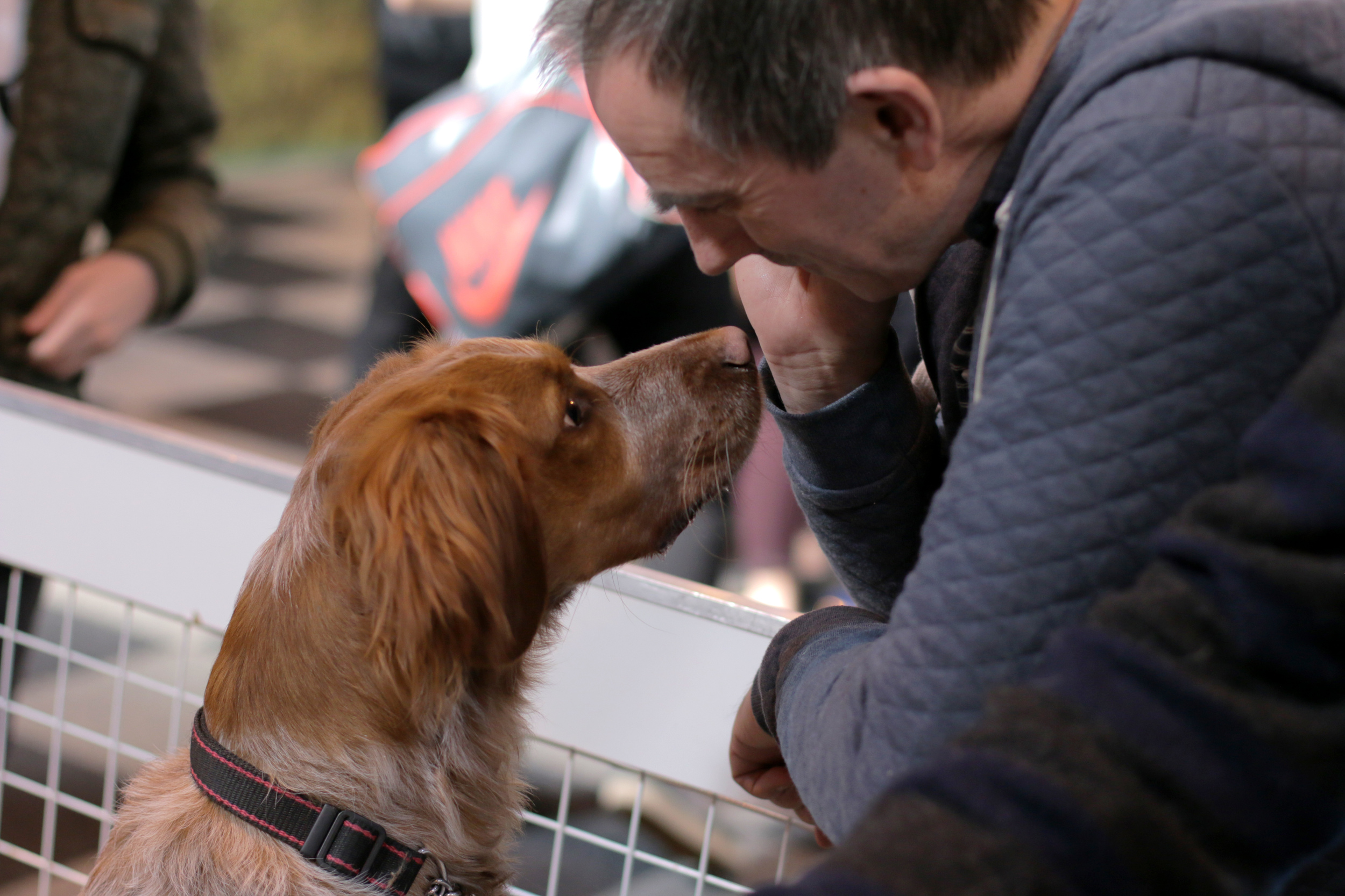 Spaniel kiss