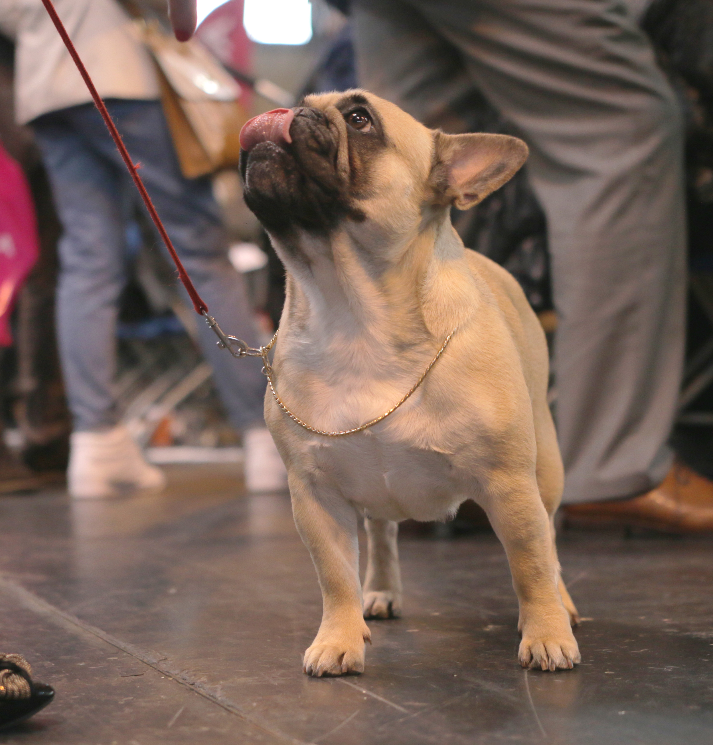 French Bulldog licking up