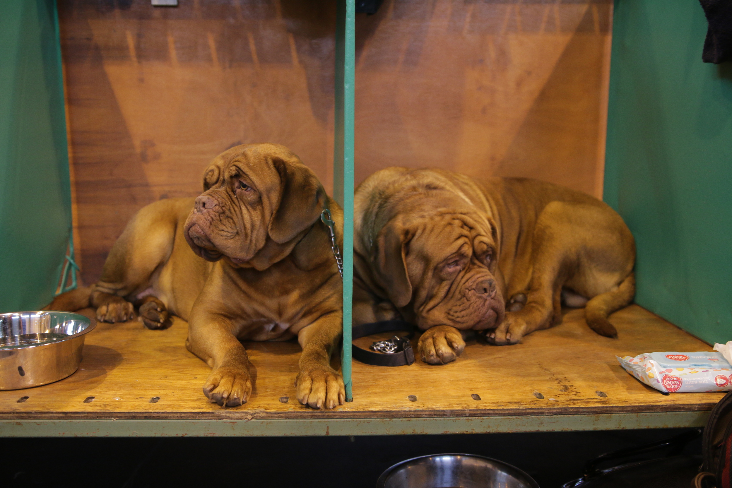 Dogue de Bordeaux