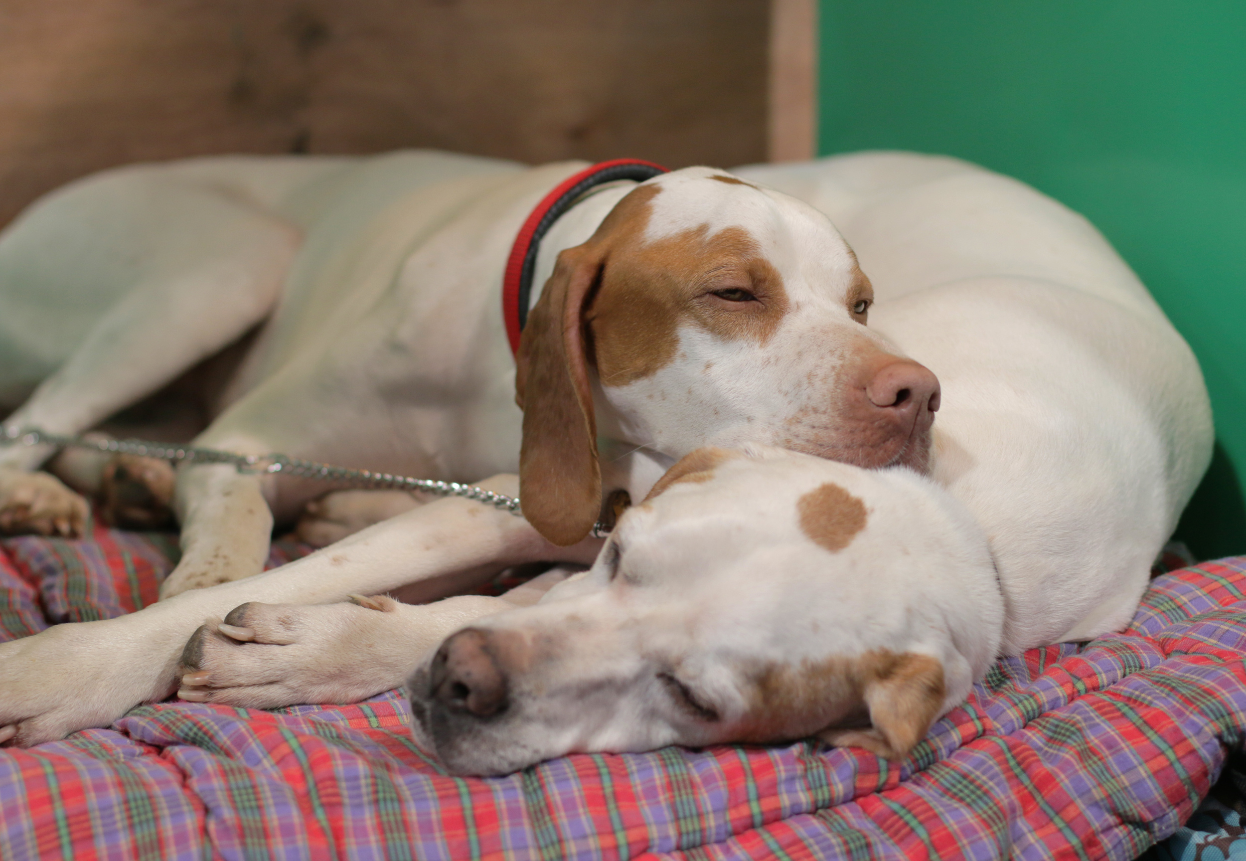 Sleeping pointers