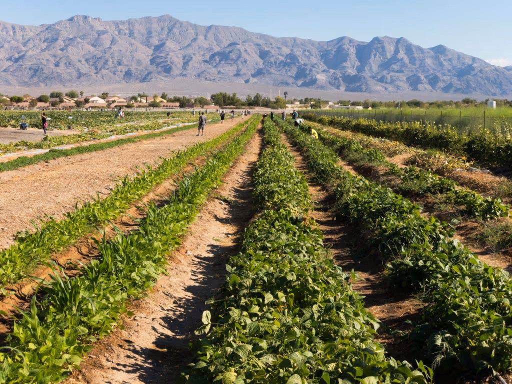 Gilcrease Orchard Crops