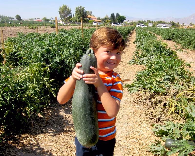 Gilcrease Orchard Young Boy Picking Veggies