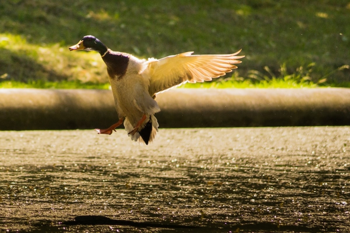 Facebook_hirdetés_landing_page