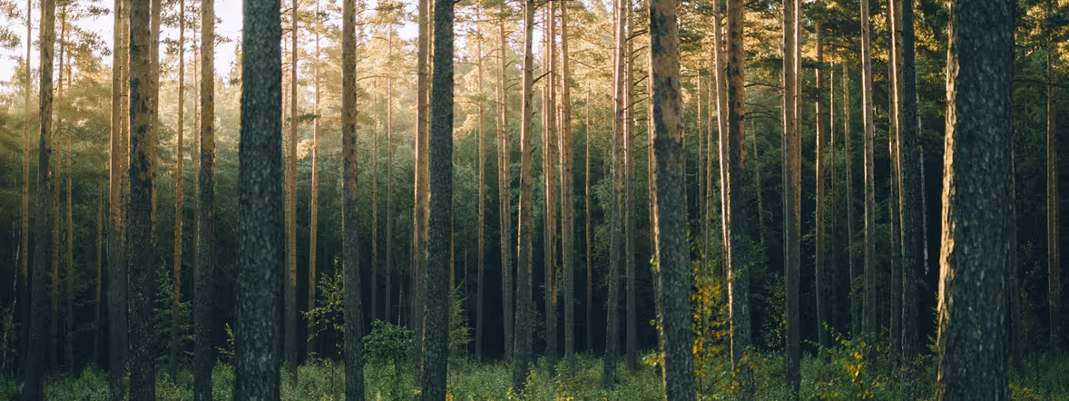 Seeing the forest through the trees