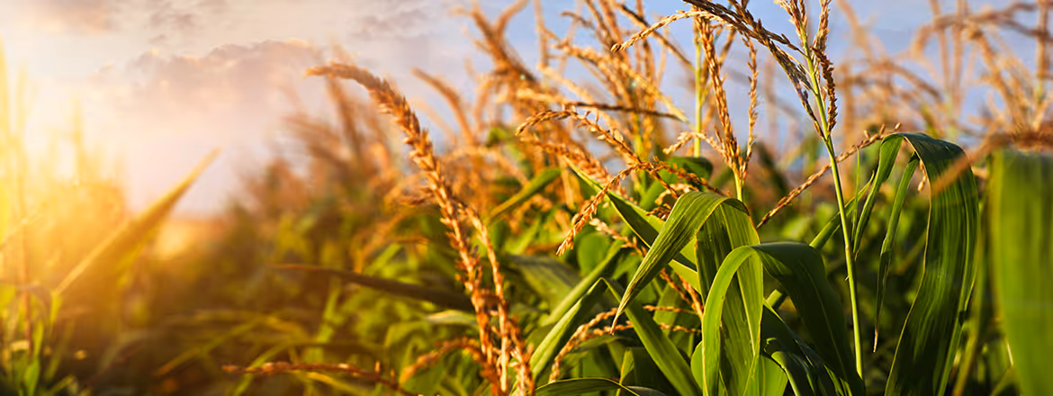 What is the bioeconomy, and why should Nebraskans care about it? 