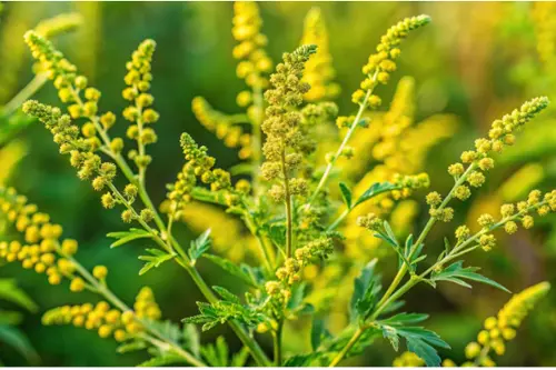 Ragweed plant releasing pollen — a common allergy trigger in Lubbock, TX