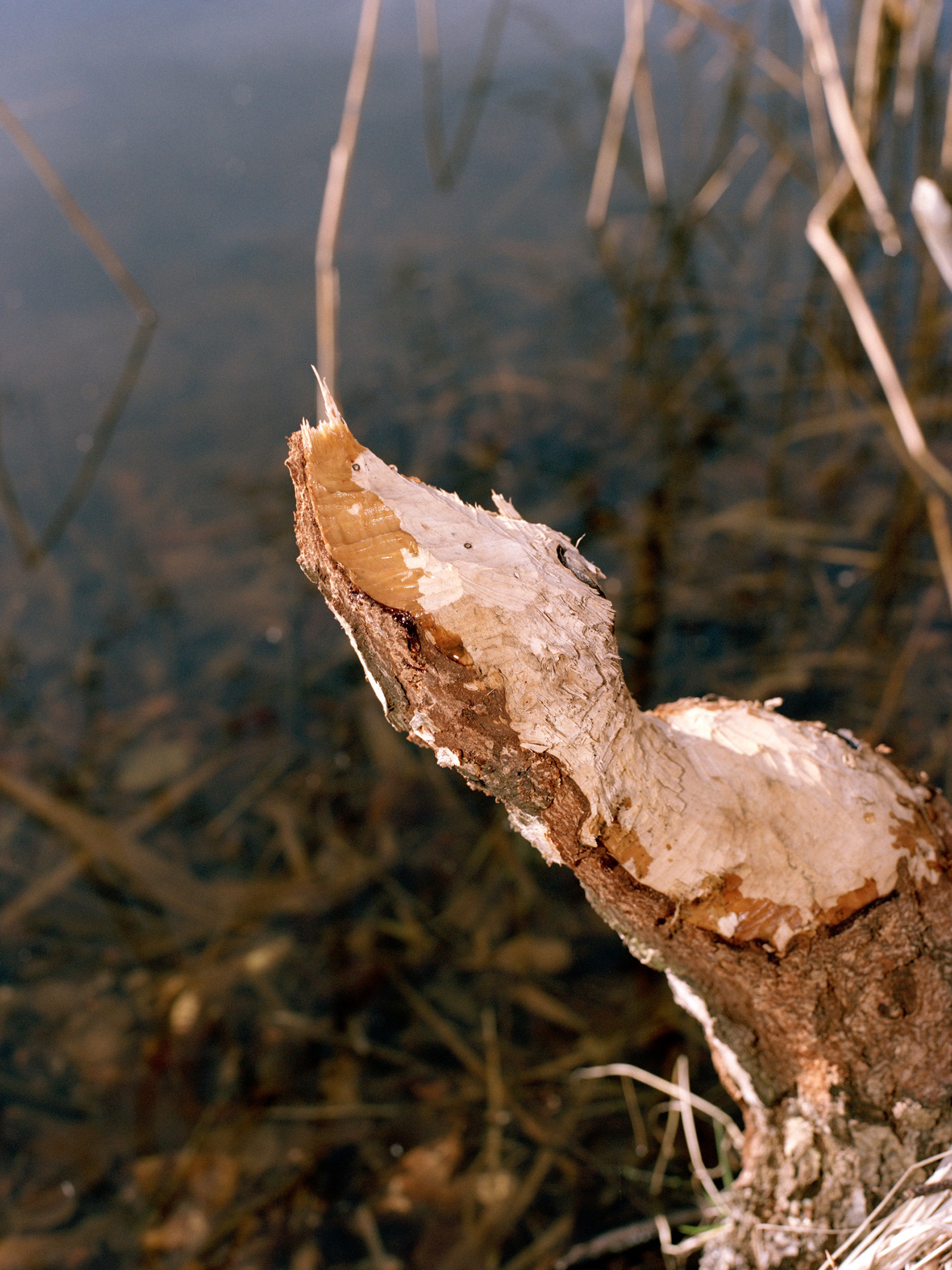 Hannah Francke, Spur, 2025, © Hannah Francke, Stiftung Schloss Neuhardenberg