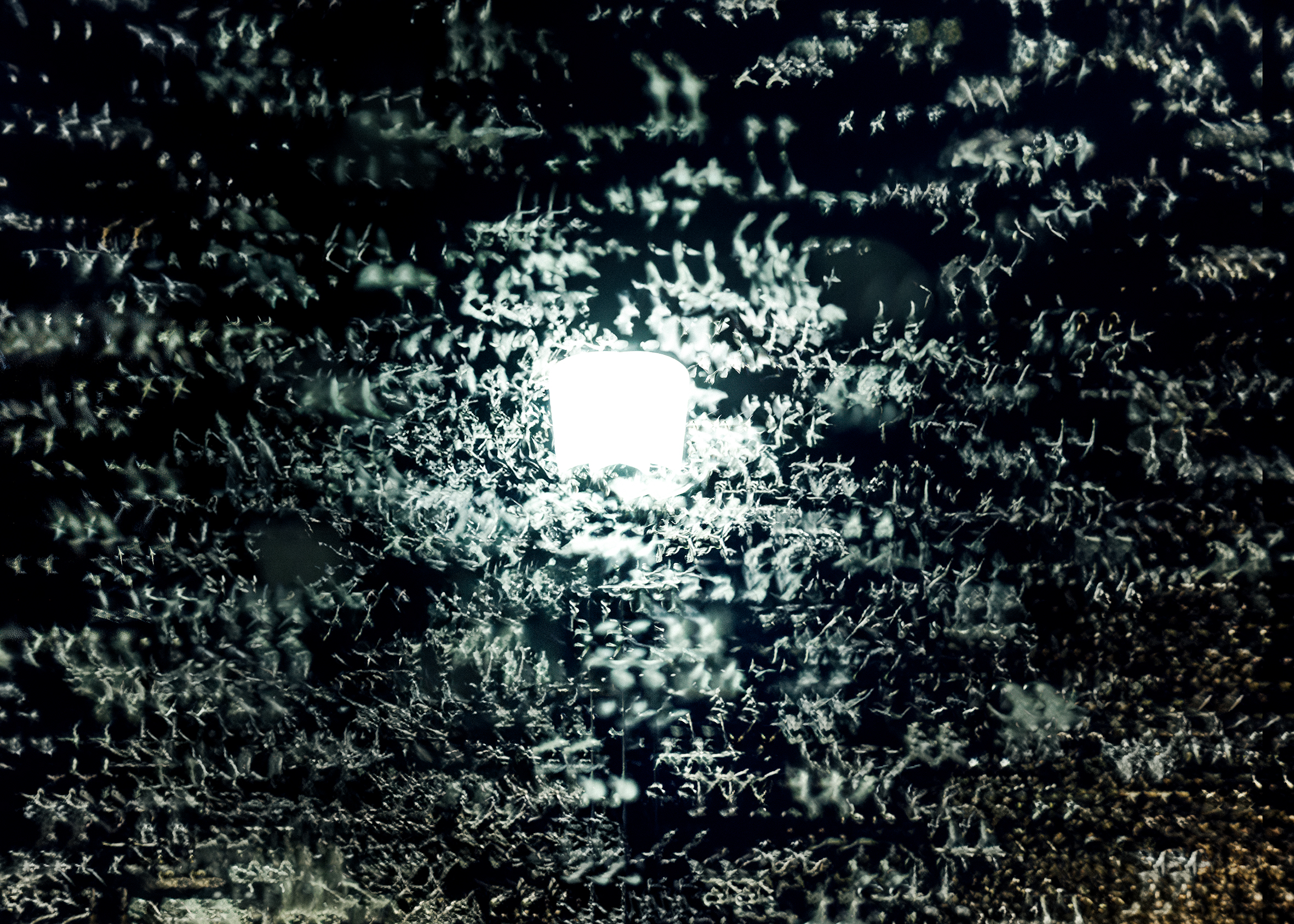 Maximilian Koppernock, Ohne Titel, 2025, © Maximilian Koppernock, Stiftung Schloss Neuhardenberg 