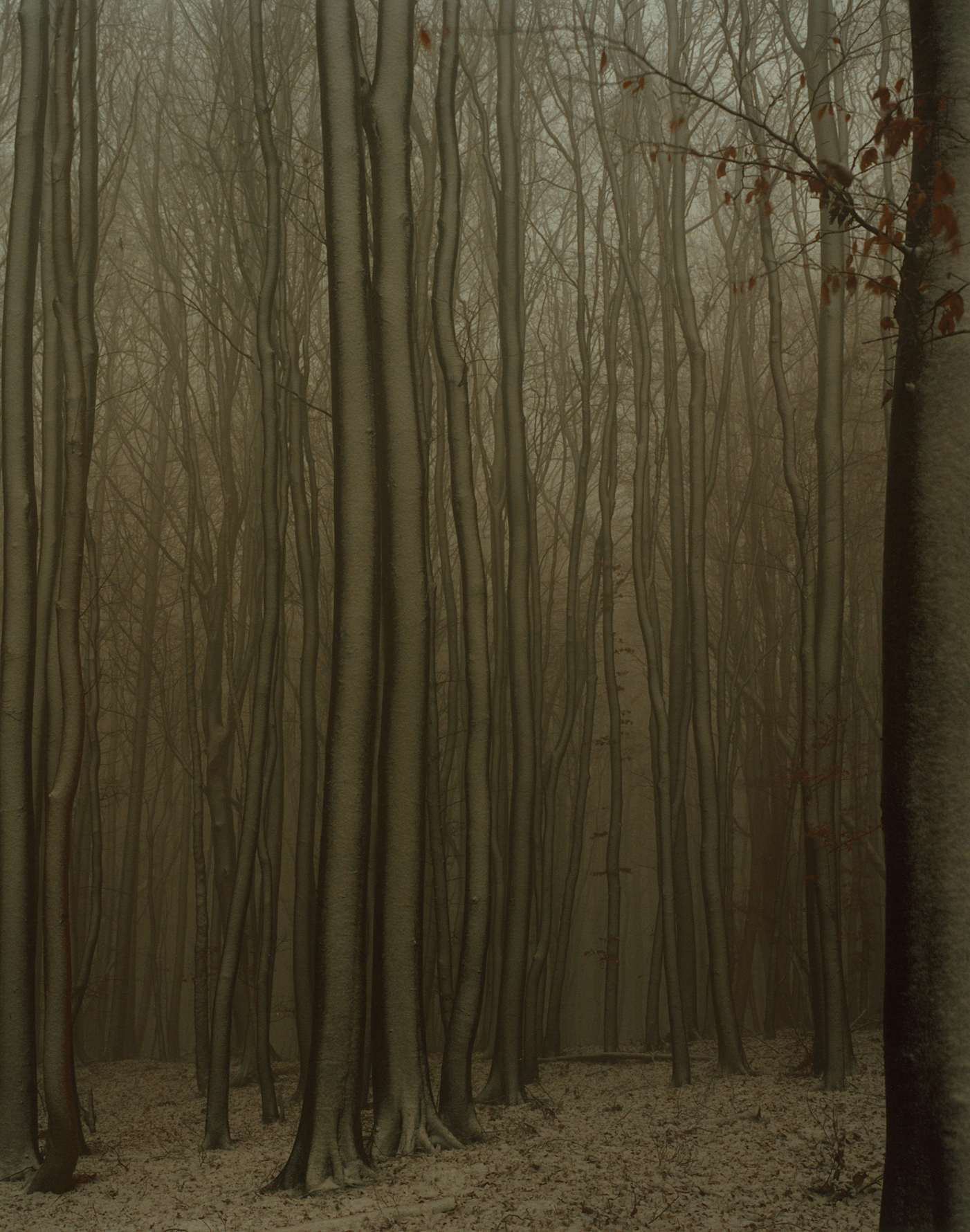 Arno Schidlowski, Jasmund #8, 2005-2011, 30,5 x 24 cm C-Print (Handabzug vom Künstler), © Arno Schidlowski | courtesy JO VAN DE LOO