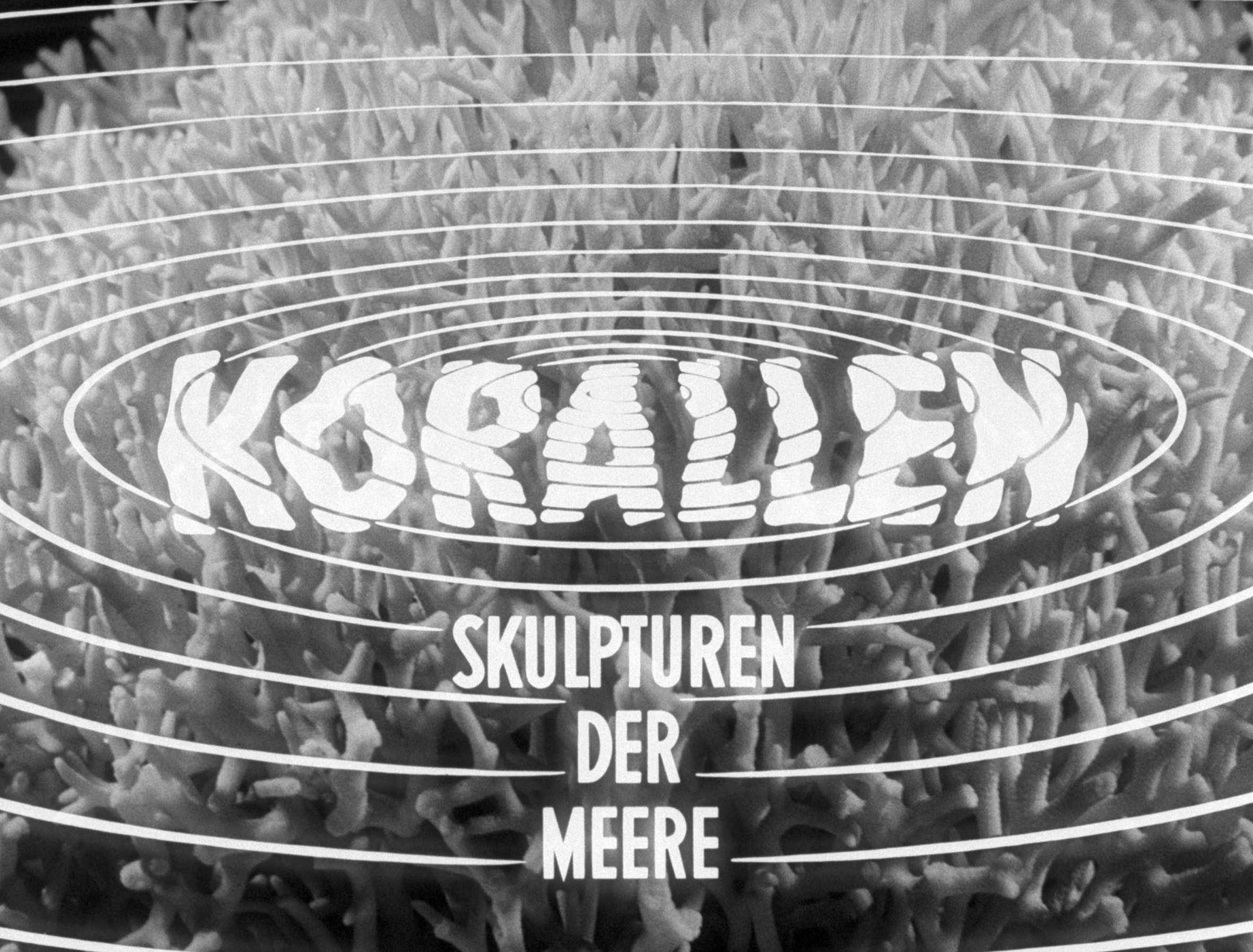 Alfred Ehrhardt, Filmstill aus dem Film Korallen – Skulpturen der Meere, 1964, © Alfred Ehrhardt Stiftung [Werknummer AES: FILM-39A // Herkunftsnachweis: Bundesarchiv, Bundearchiv, Korallen – Skulpturen der Meere, Film 8887]