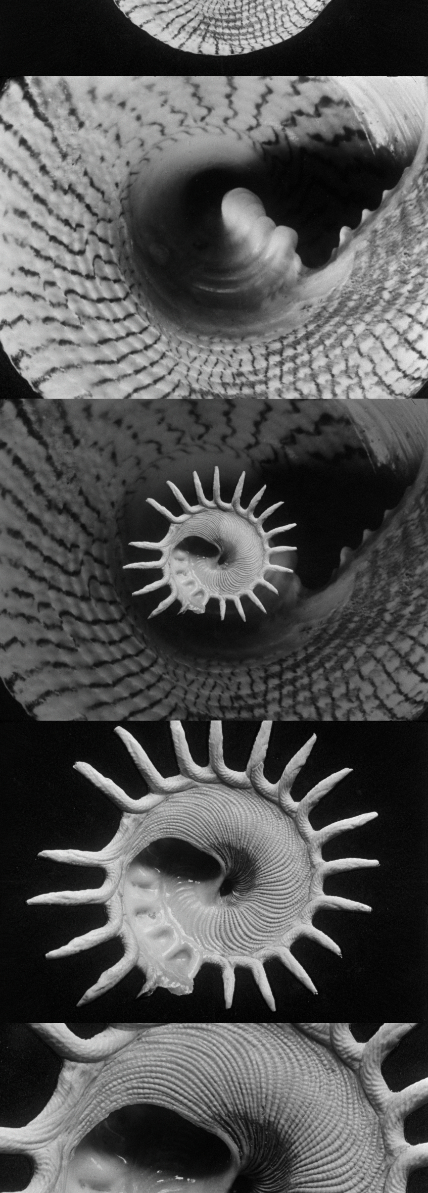 Alfred Ehrhardt, Filmsequenz aus dem Film Spiel der Spiralen, 1951, © Alfred Ehrhardt Stiftung [Werknummer AES: FILM-12 // Herkunftsnachweis: Bundesarchiv, Spiel der Spiralen, Film KB-89935]