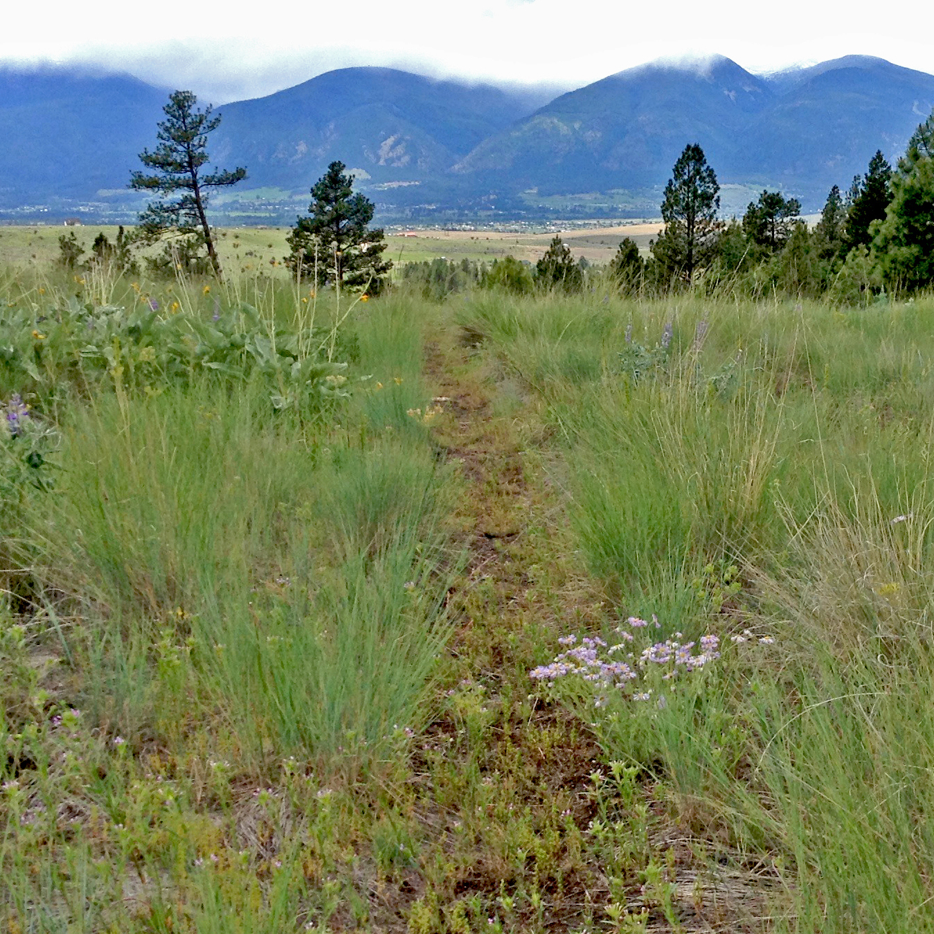 Conservation easement lands in upper Rock Creek.