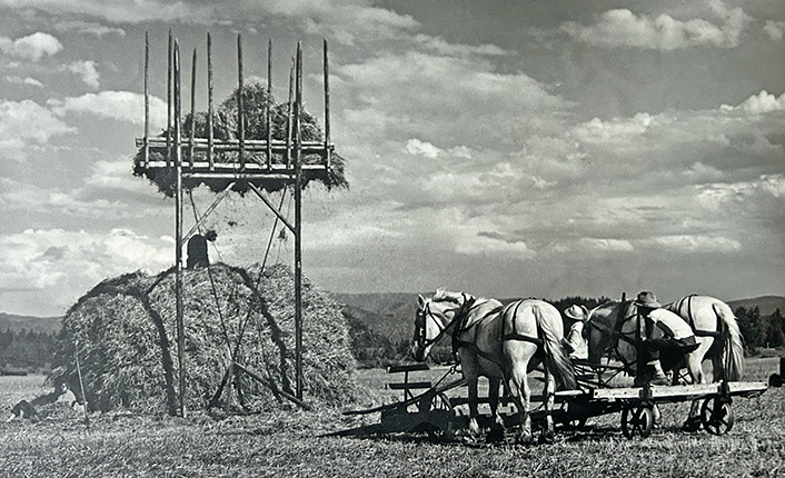 Arnold Case and Julie (Case) Hacker build a haystack on the Case Ranch in 1949