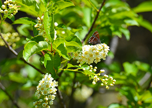 A brown butterfly on a white chokecherry bloom