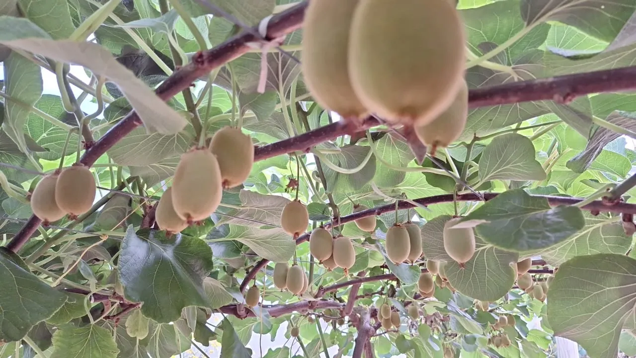 4 year old orchard. 3rd harvest.