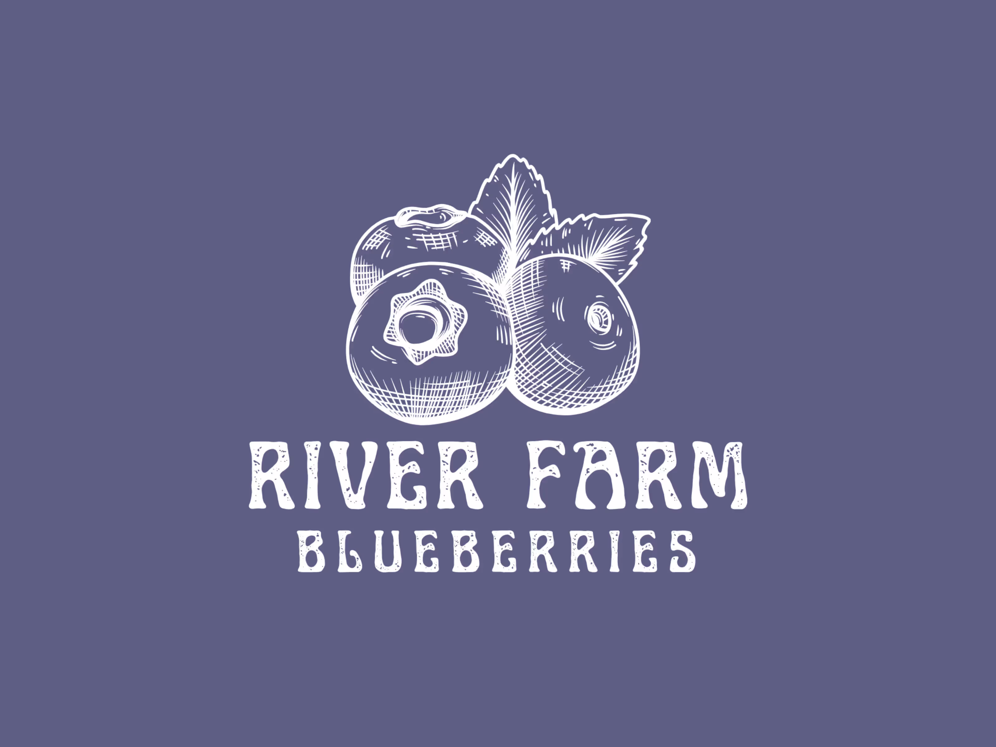 Carla James - Hand-Drawn Organic Blueberry Farm Logo Design