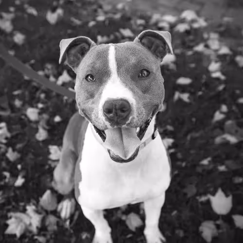 Vicky Harland - Monthly Newsletter Content Creation for CDRRNZ