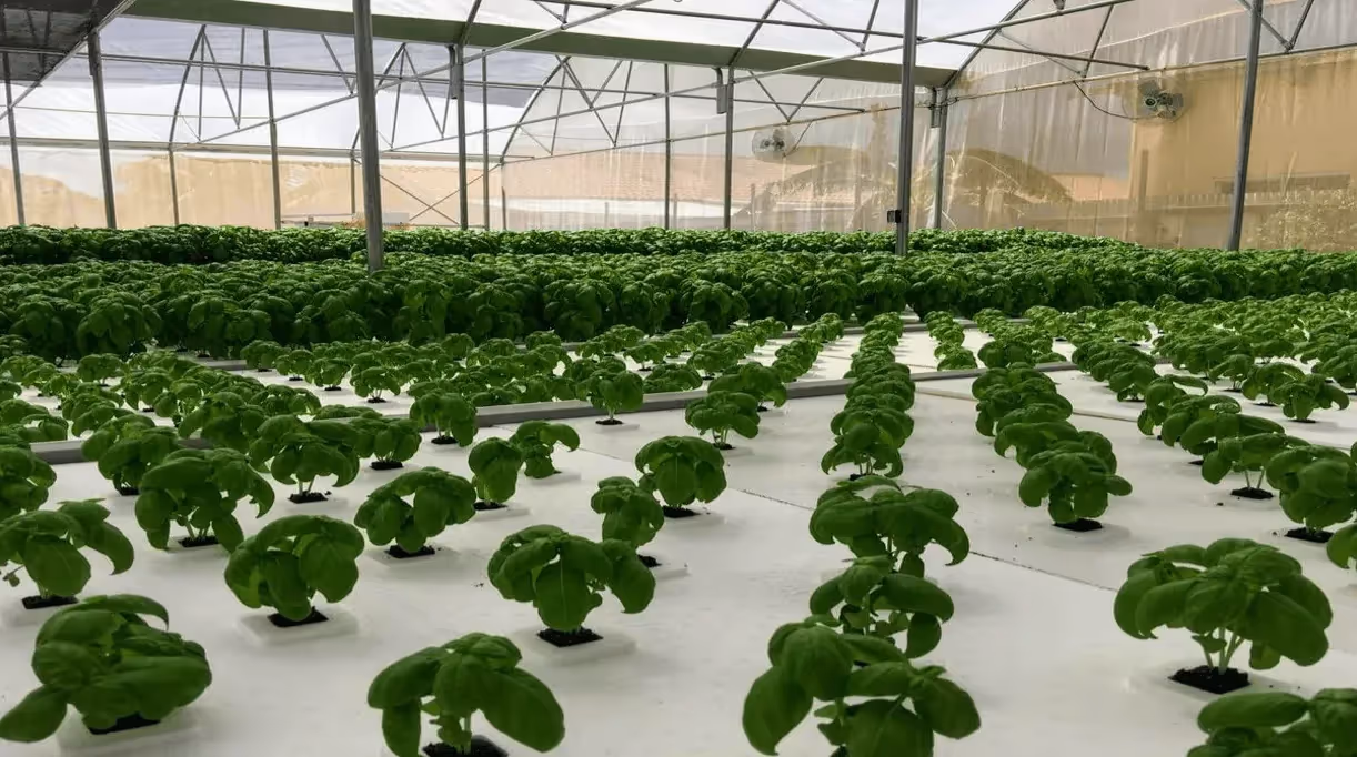 Michelle Joe - Educational Blog Content Creation for Bluelab’s The Art of Growing Series