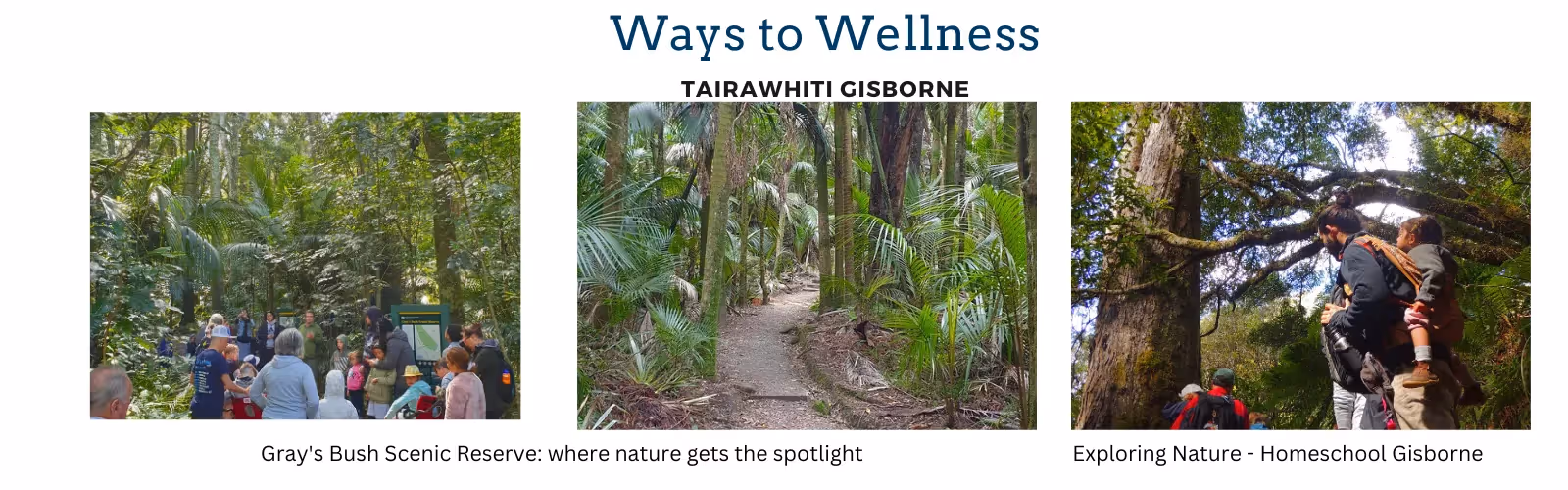 Sandra Groves - Content Writing & Project Coordination for Ways to Wellness—Tairāwhiti Guide