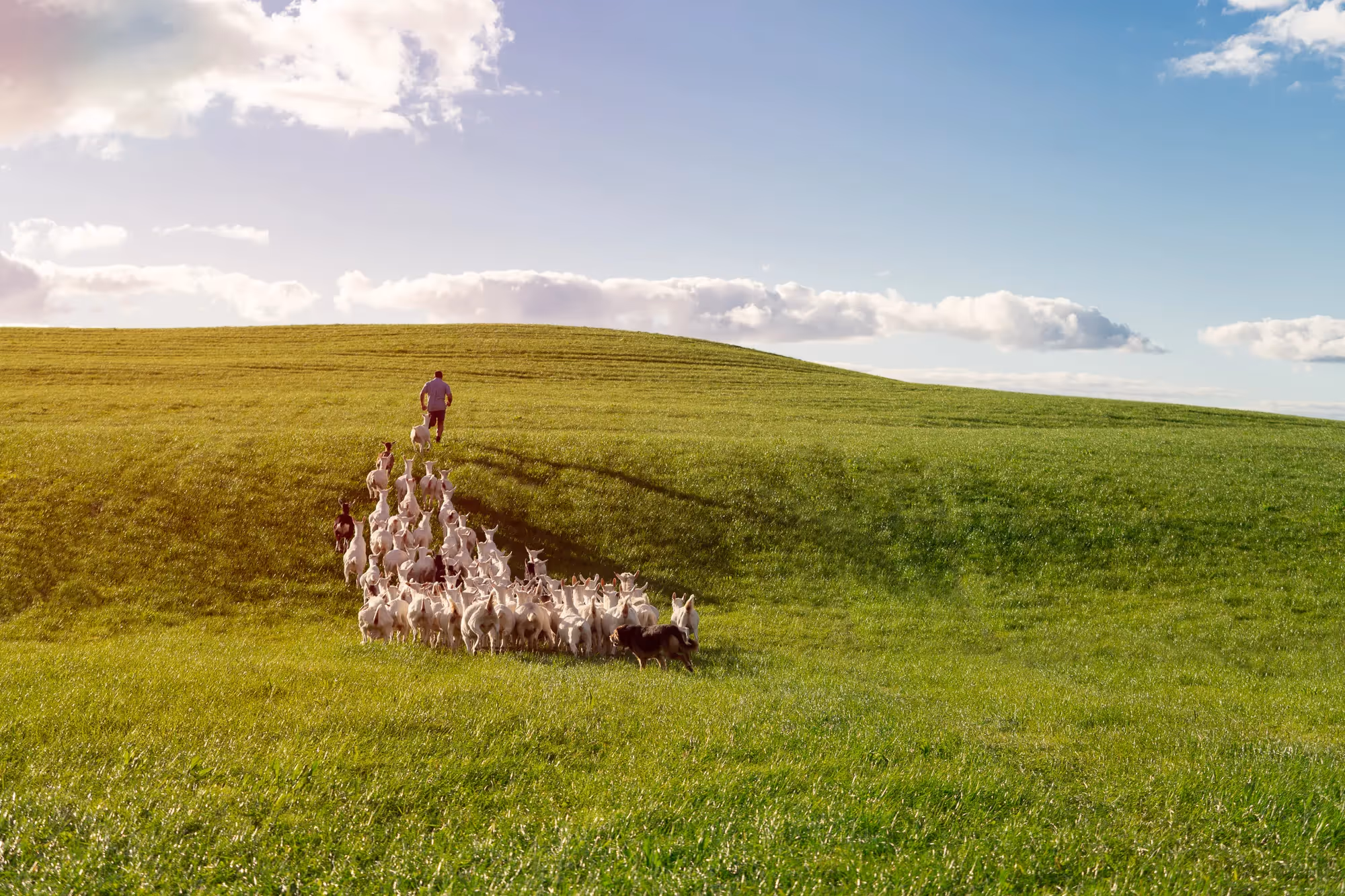 Amanda Peart - Sponsored Content Writing for Oakdale & Oete Goat Farms