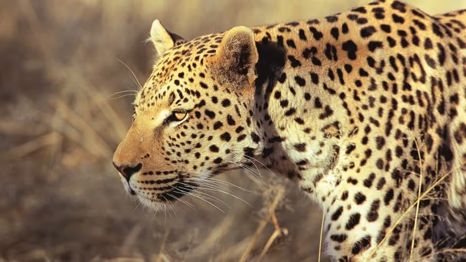 Namibia Rundreise Selbstfahrer - Gepard im Okonjima