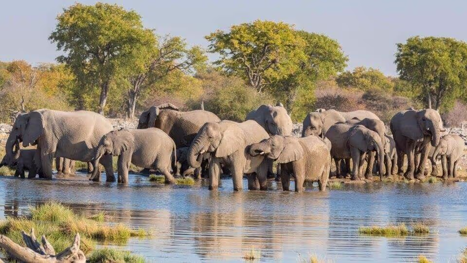 Namibia Rundreise Selbstfahrer - Elefanten trinken