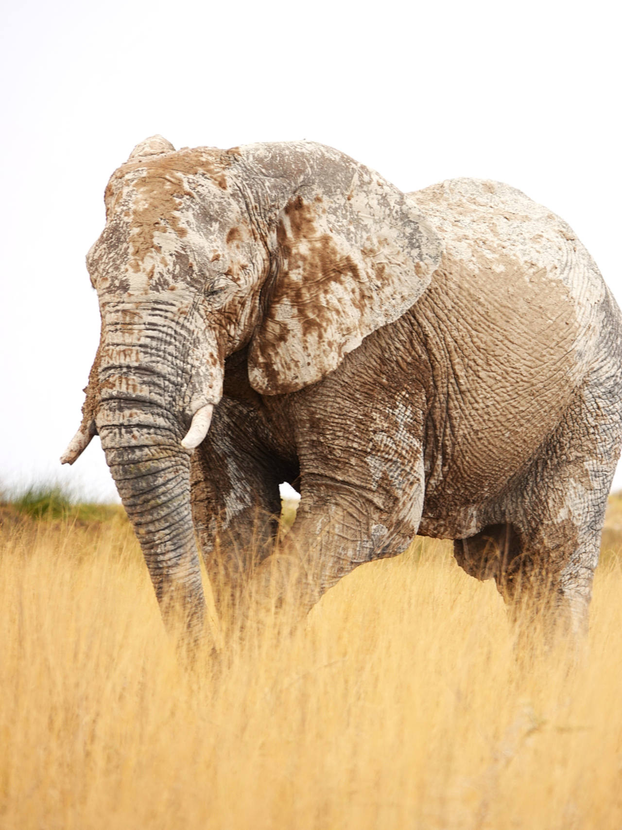 Madeleine & Steven pic #2