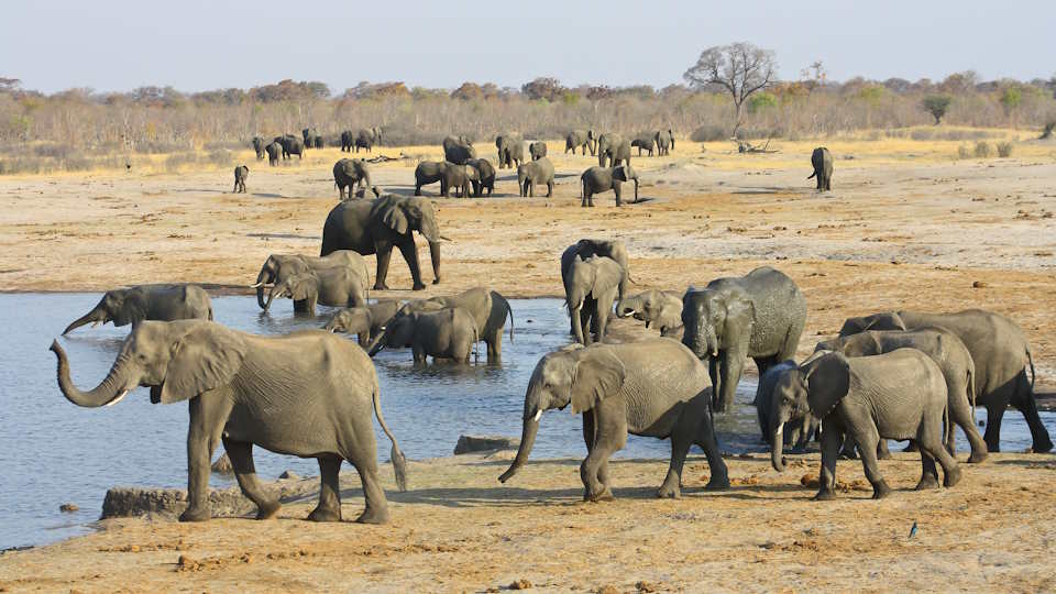Safari im Hwange Nationalpark