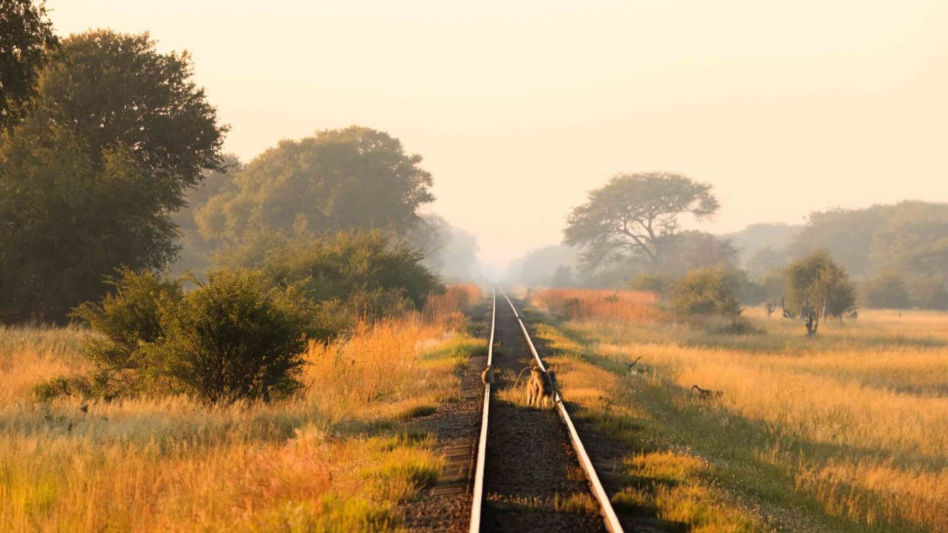 Südafrika Safari Landschaft