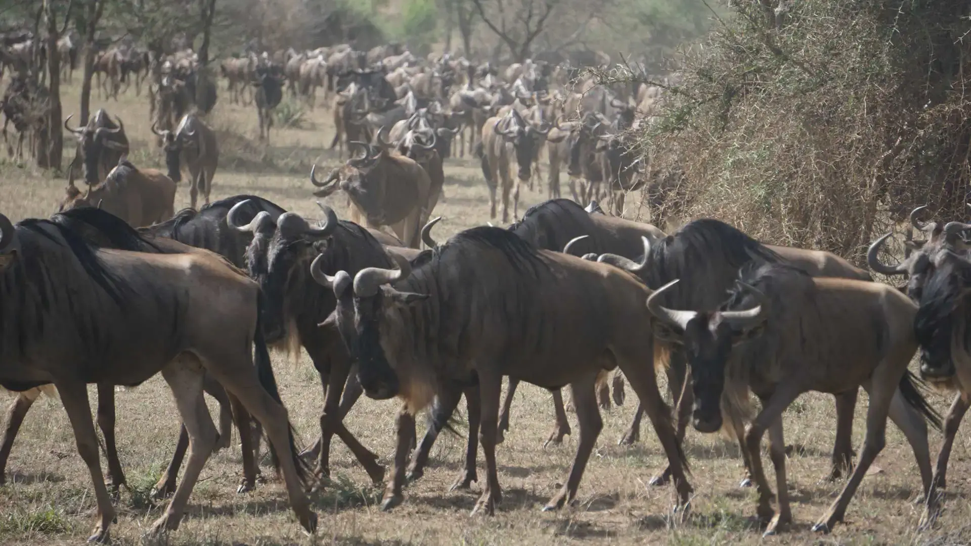 Südafrika Safari Landschaft