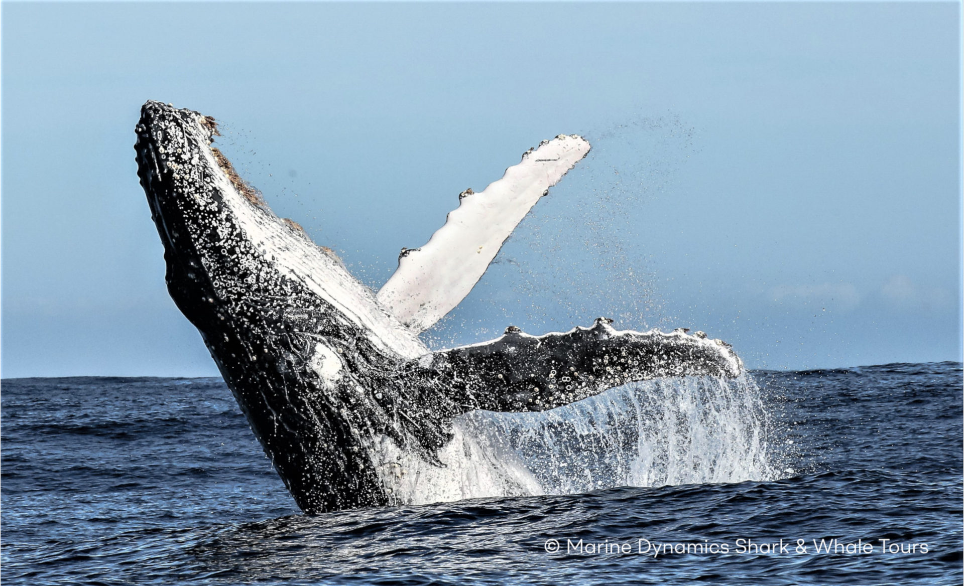 (c) Marine Dynamics Shark & hale Tours