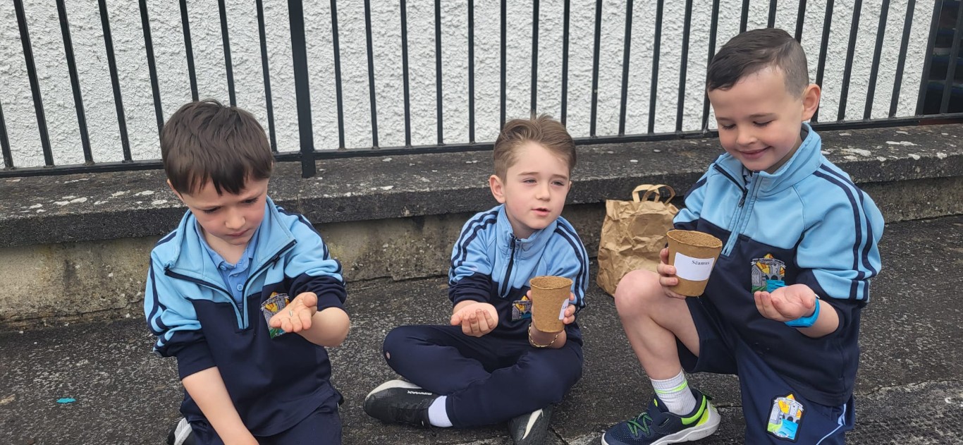 Senior Infants Sunflower Planting