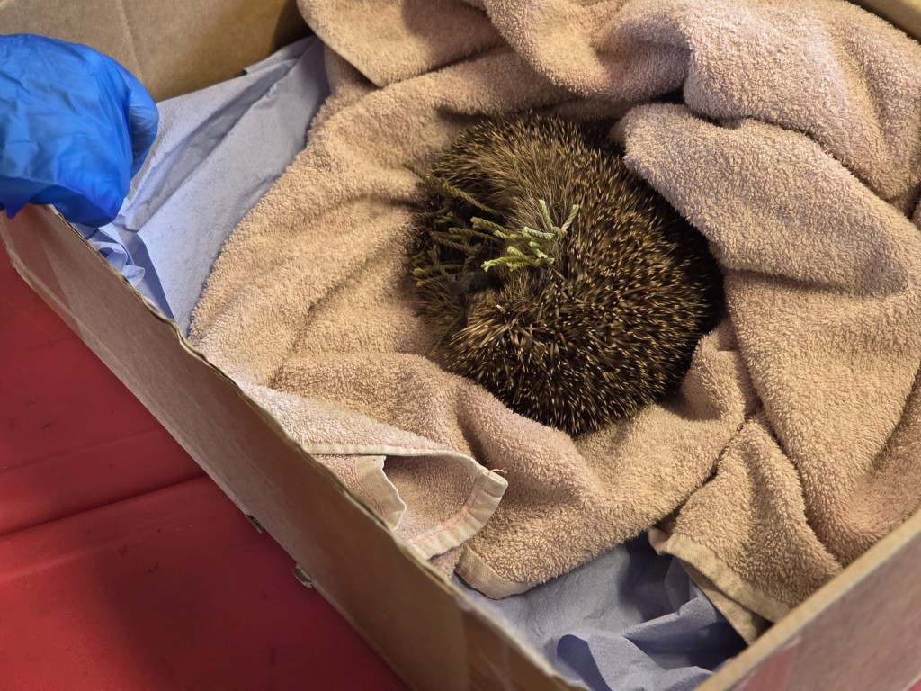 Hedgehog visit