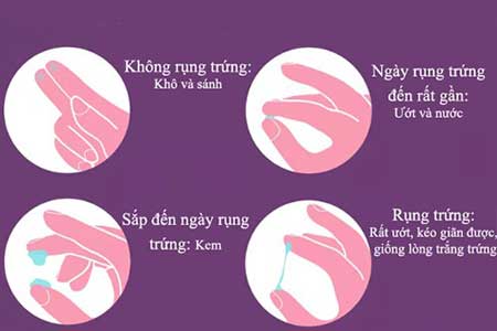 Dấu hiệu sắp rụng trứng