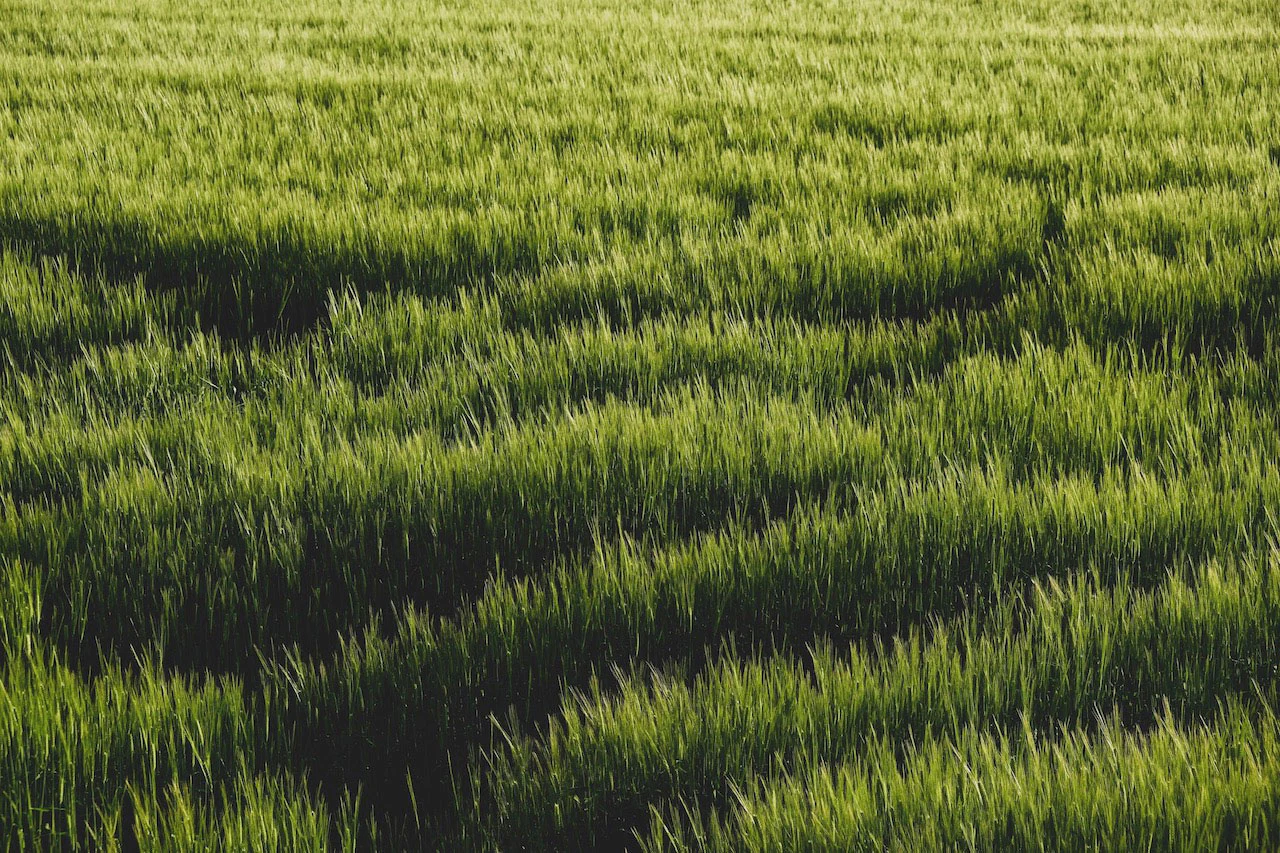 Traces courbes au milieu d’un champ verdoyant.