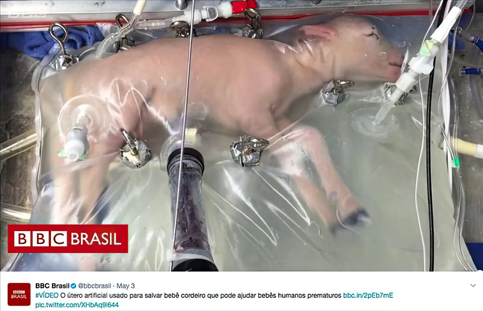 Capture d’un reportage sur un agneau dans un dispositif expérimental d’utérus artificiel.