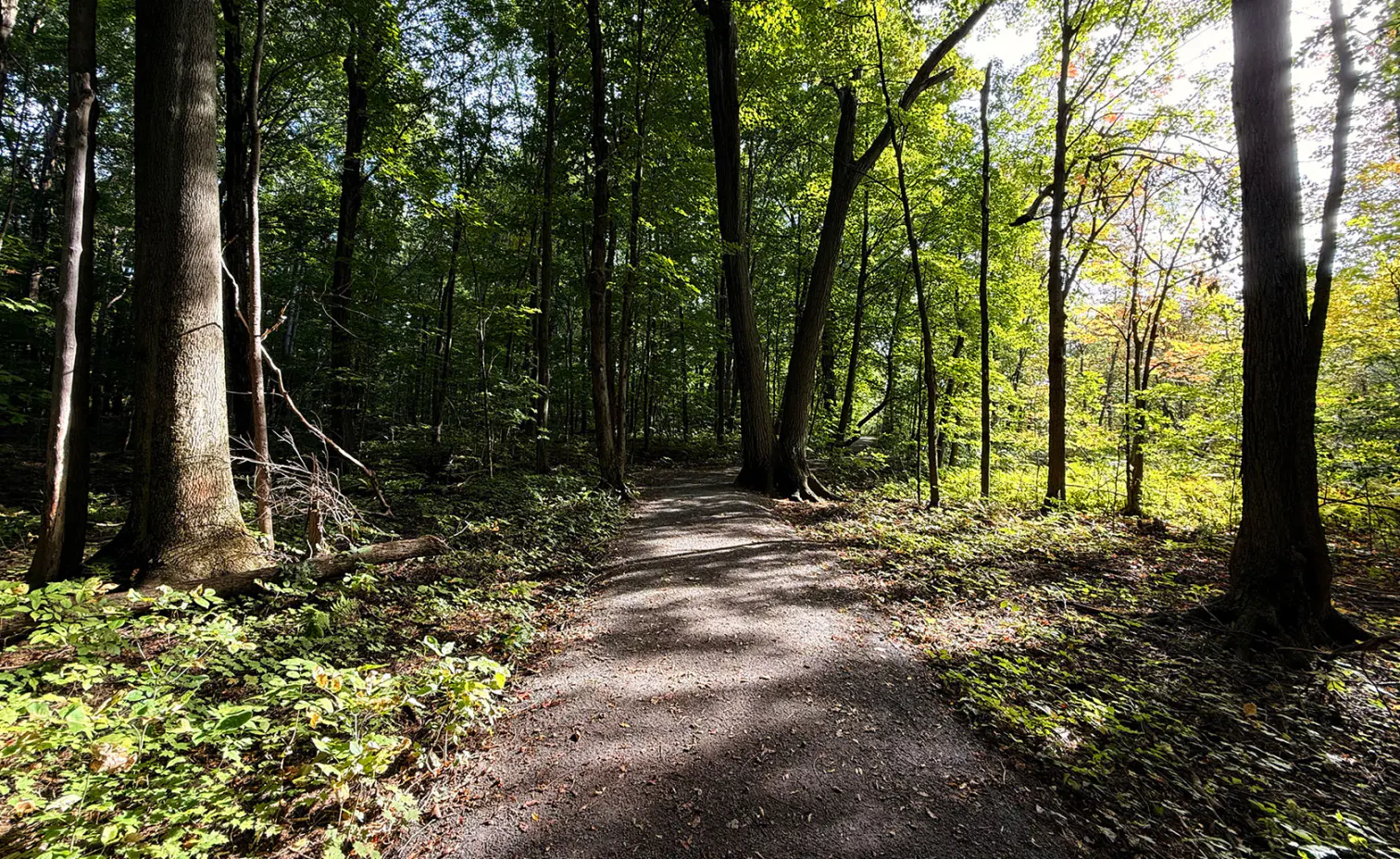 Sentier traversant une forêt ensoleillée.