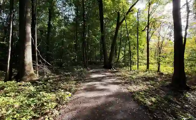 Sentier traversant une forêt ensoleillée.