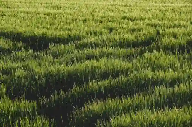 Traces courbes au milieu d’un champ verdoyant.