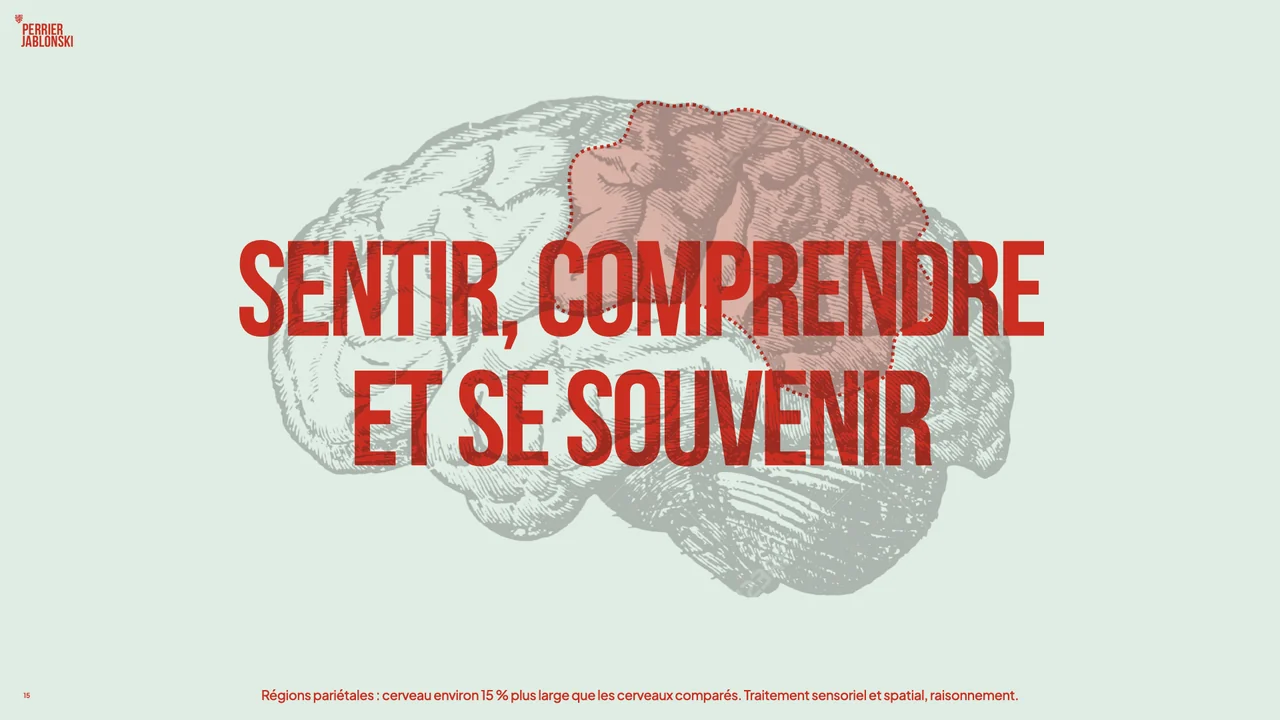 Certaines régions pariétales du cerveau d’Einstein étaient environ 15 % plus larges que celles des cerveaux comparés.