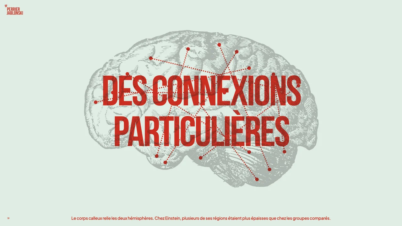 Illustration des connexions cérébrales; plusieurs régions du corps calleux d’Einstein étaient plus épaisses dans les comparaisons étudiées.