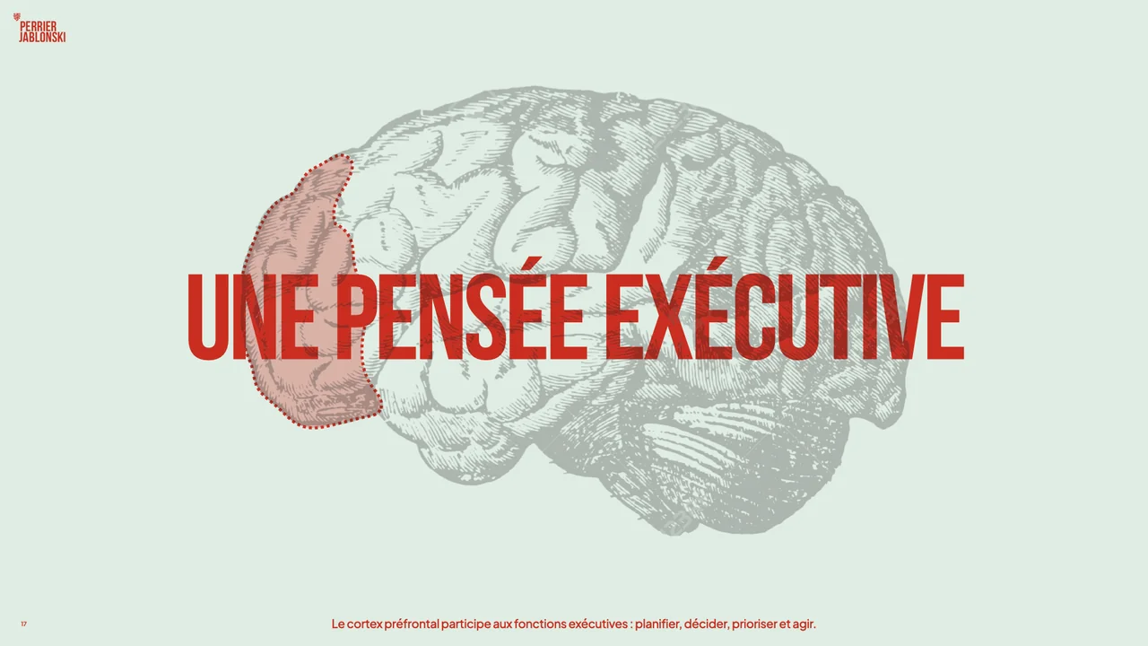 Le cortex préfrontal participe aux fonctions exécutives : planifier, décider, prioriser et agir.