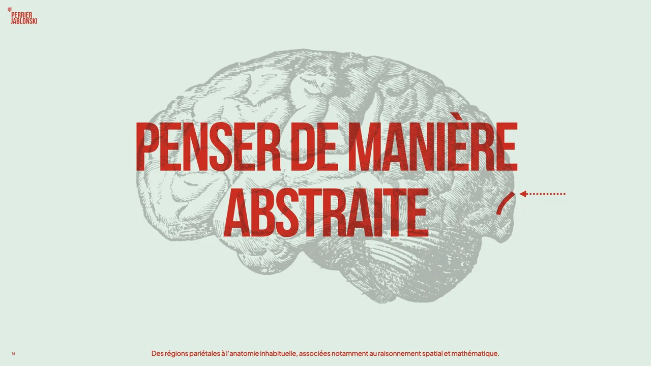 Illustration des particularités anatomiques pariétales étudiées en lien avec le raisonnement spatial et mathématique.