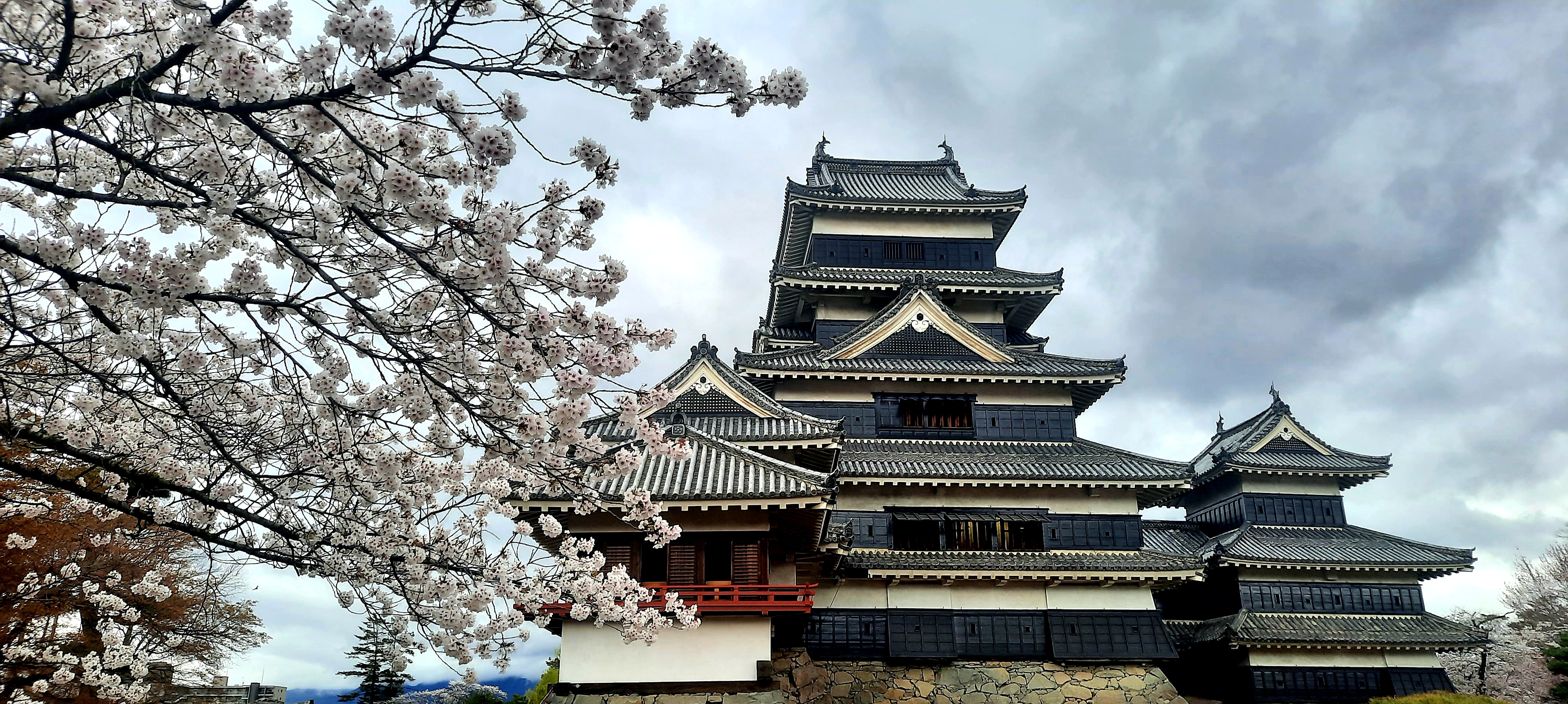 Cherry blossom season during one of my three visits to Japan in 2025