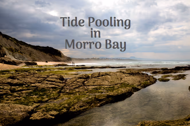 morro bay tide pools