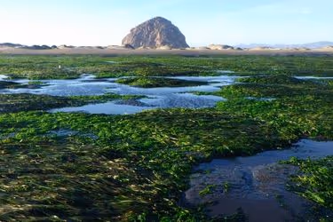 morro rock