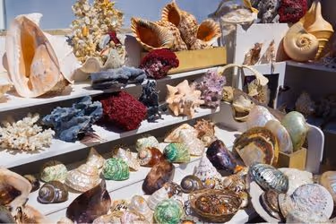 Sea Shell Shop