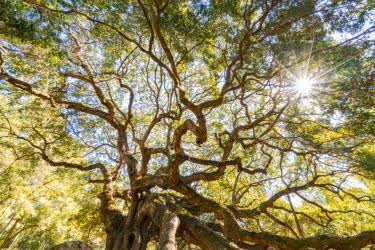 El Moro Elfin Forest - Live Oak